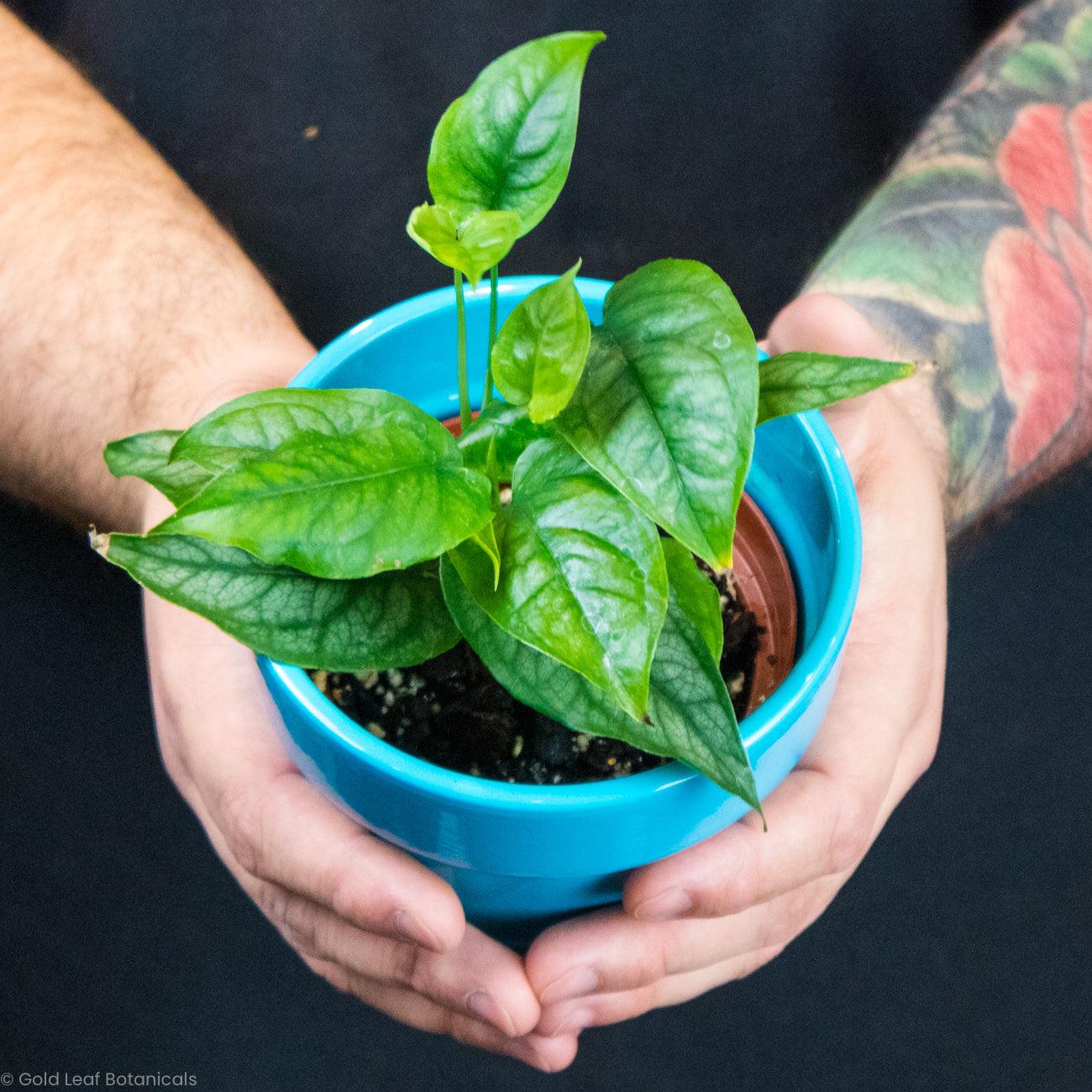 Monstera Siltepecana For Sale Ontario Canada