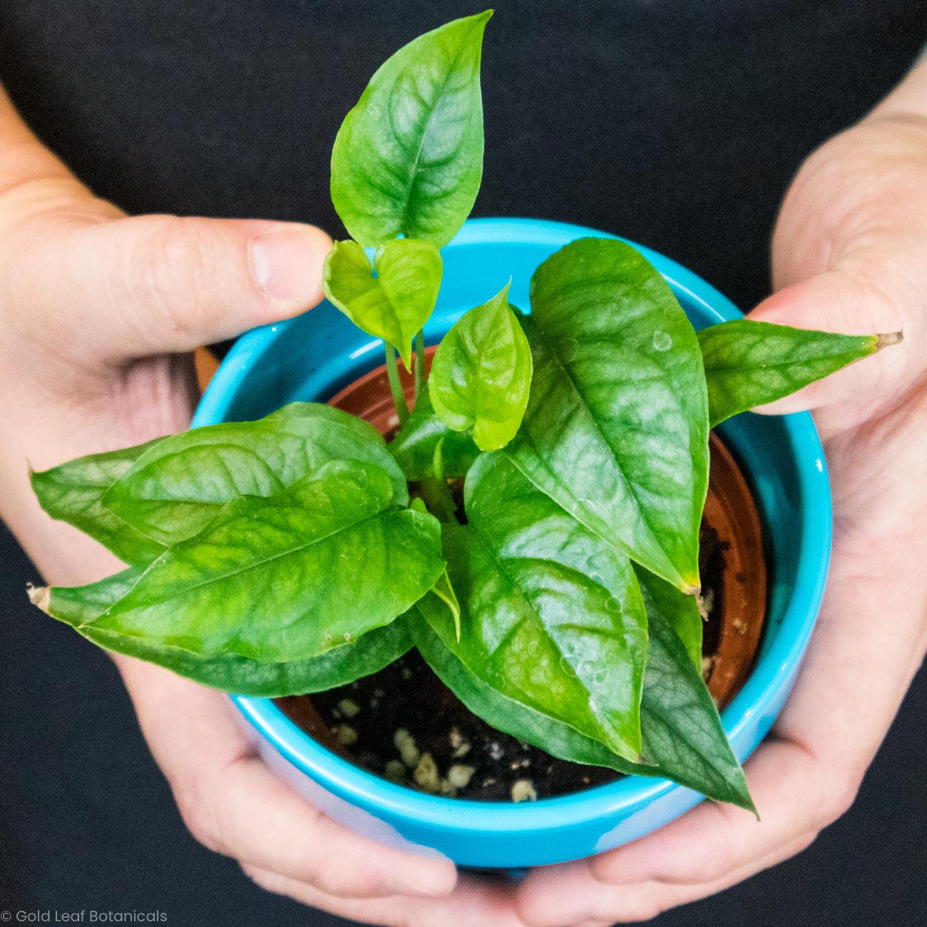 Monstera Siltepecana Sun Requirements