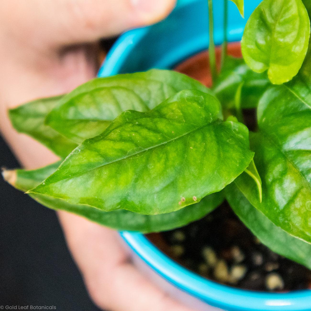 Monstera Siltepecana Soil and Humidity Requirements