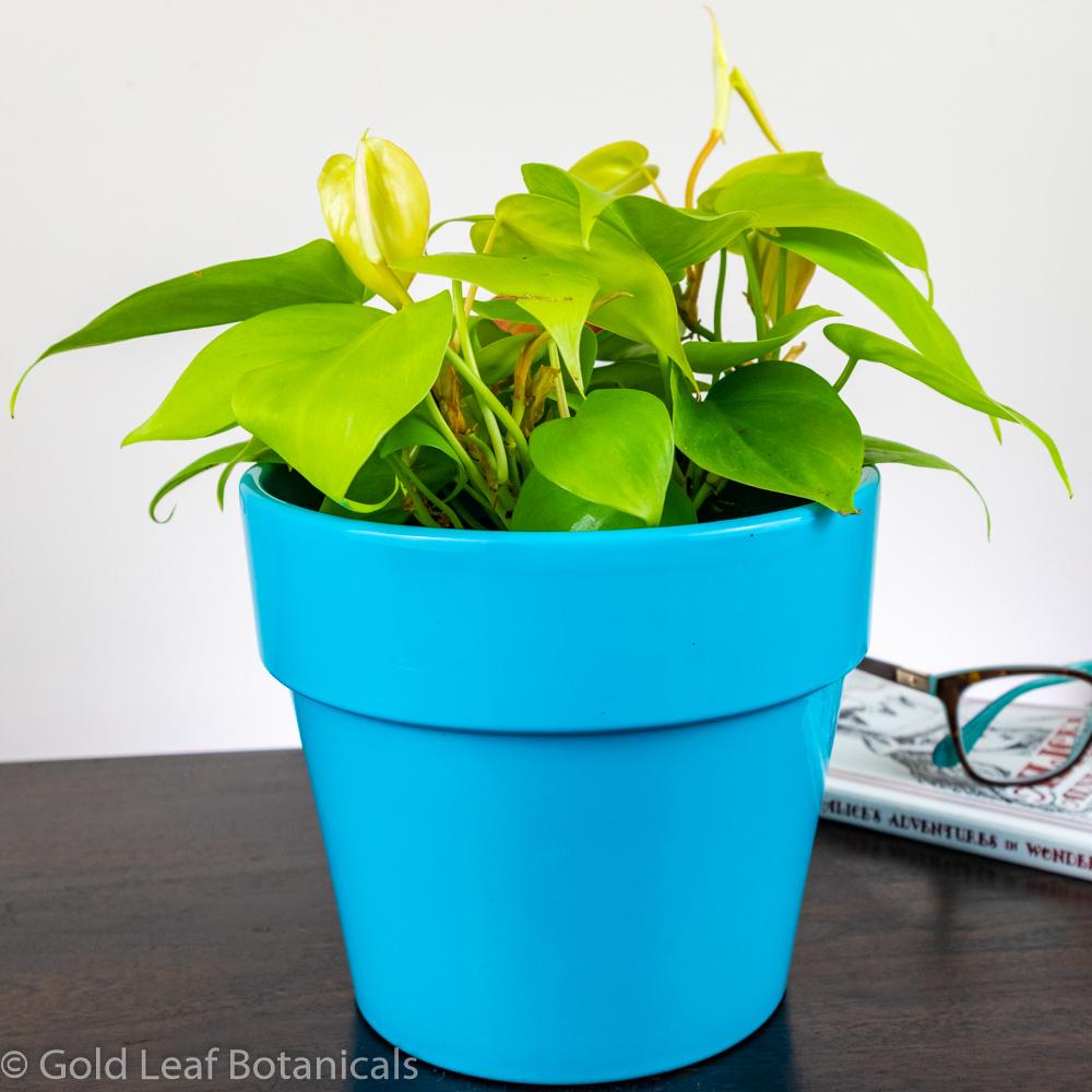 philodendron neon care Neon Heart Leaf Philodendron (Cordatum) Care