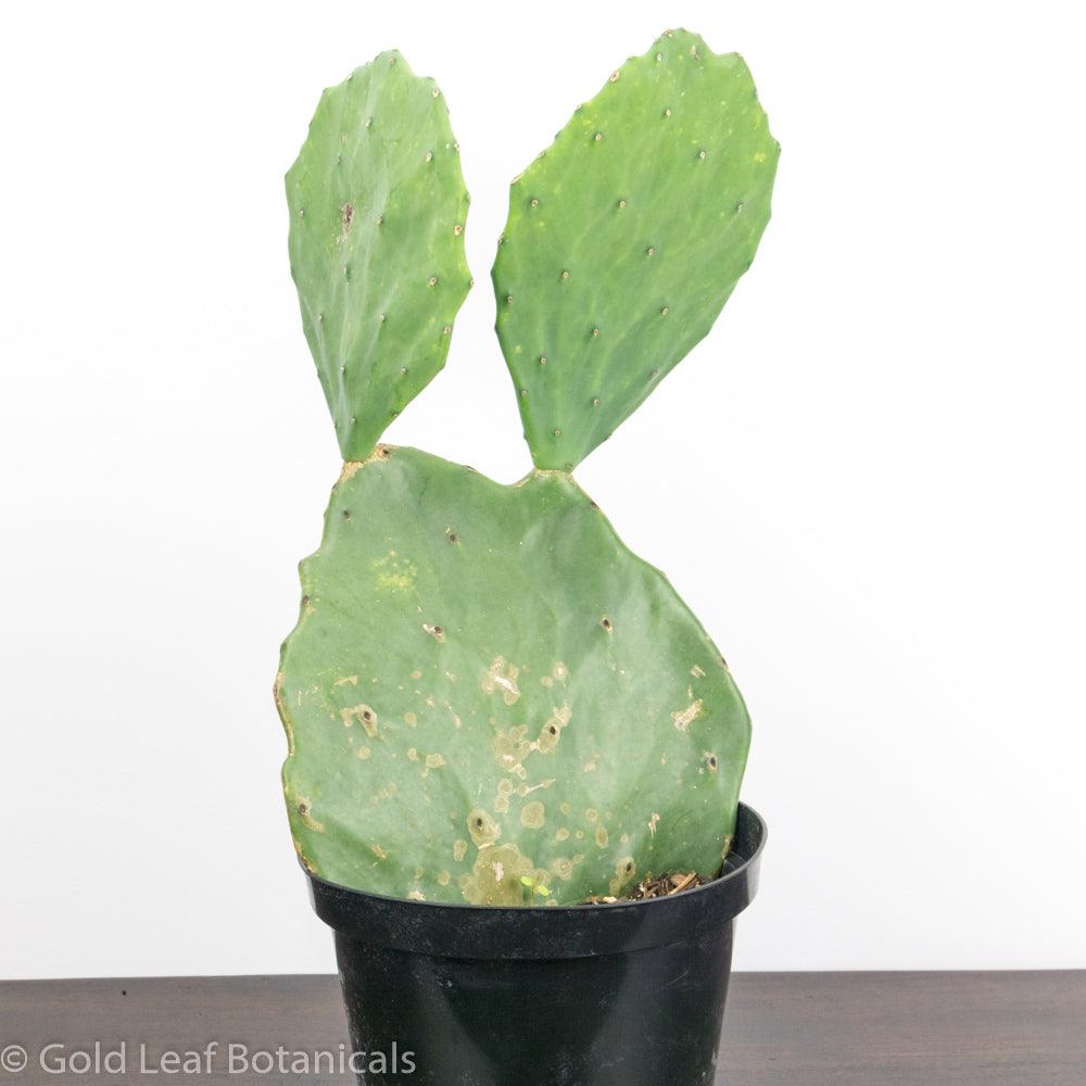 Opuntia (Prickly Pear) - Gold Leaf Botanicals