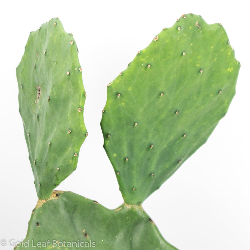Opuntia (Prickly Pear) - Gold Leaf Botanicals