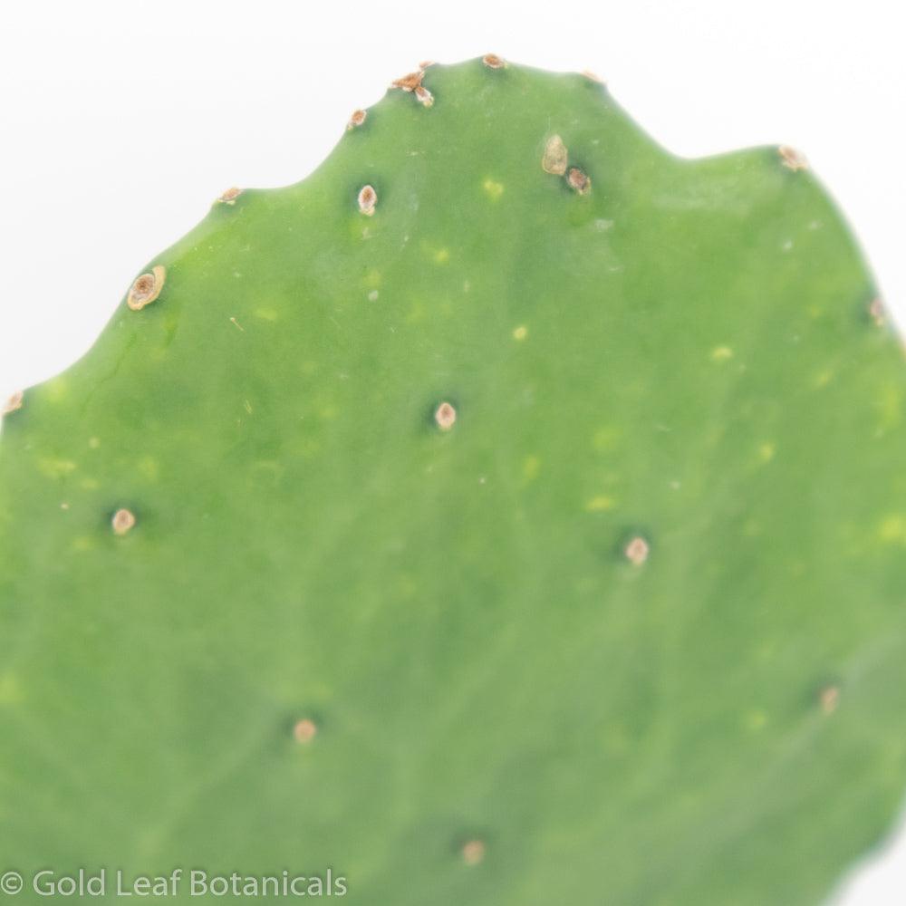 Opuntia (Prickly Pear) - Gold Leaf Botanicals