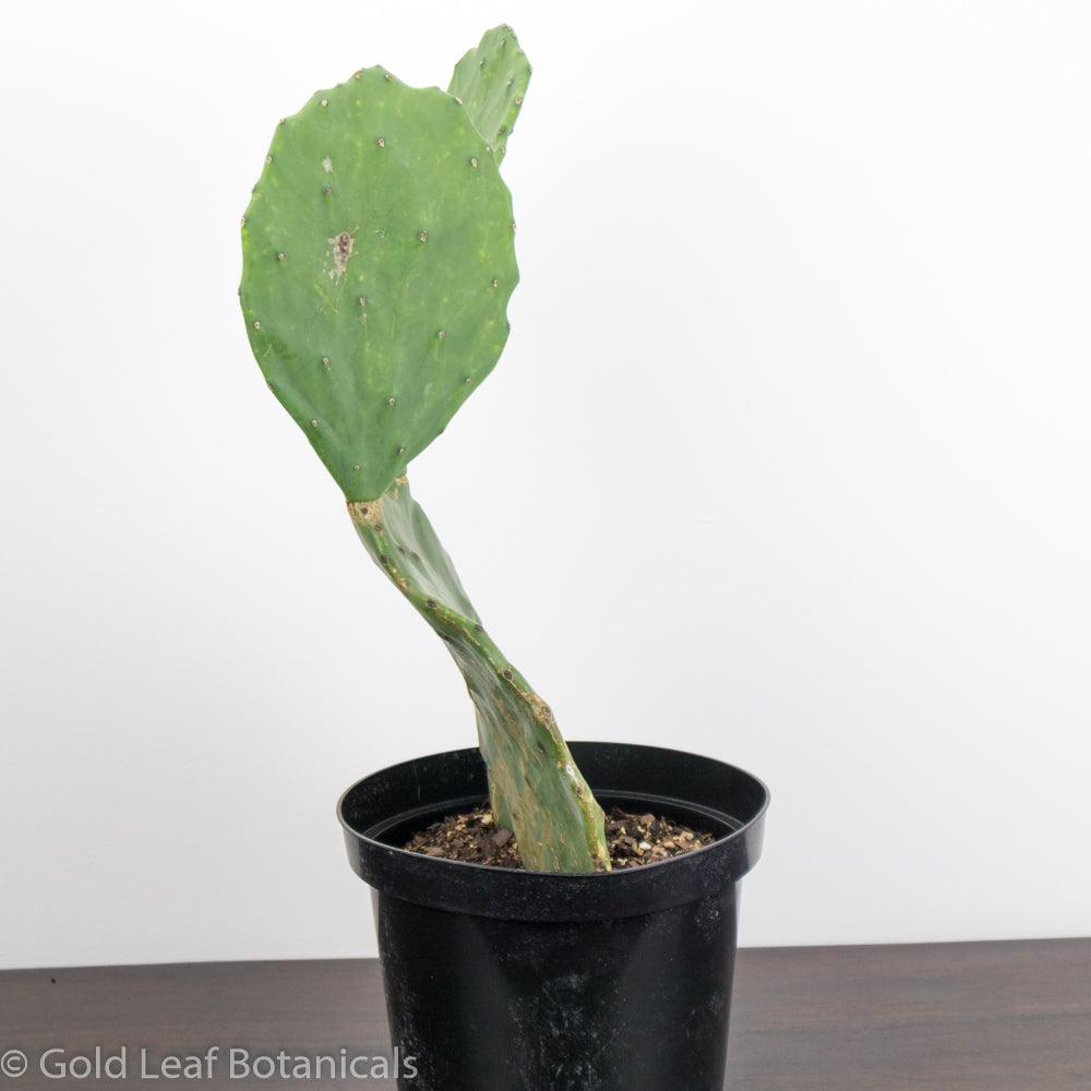 Opuntia (Prickly Pear) - Gold Leaf Botanicals