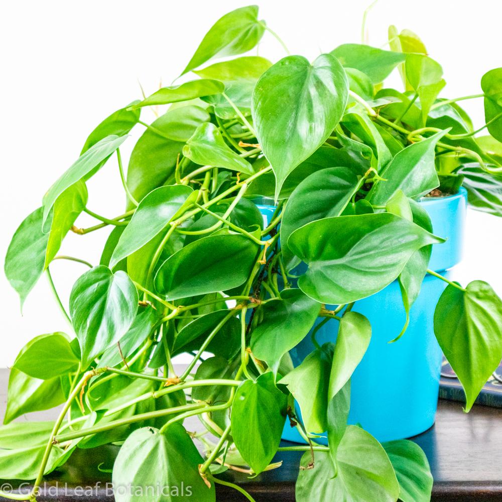 philodendron cordatum water Philodendron Heart Leaf Cordatum Care