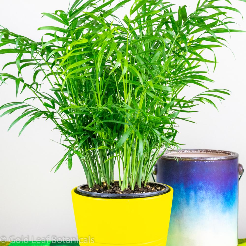 parlor palm humidity Parlour Palm (Neanthe Bella) Care