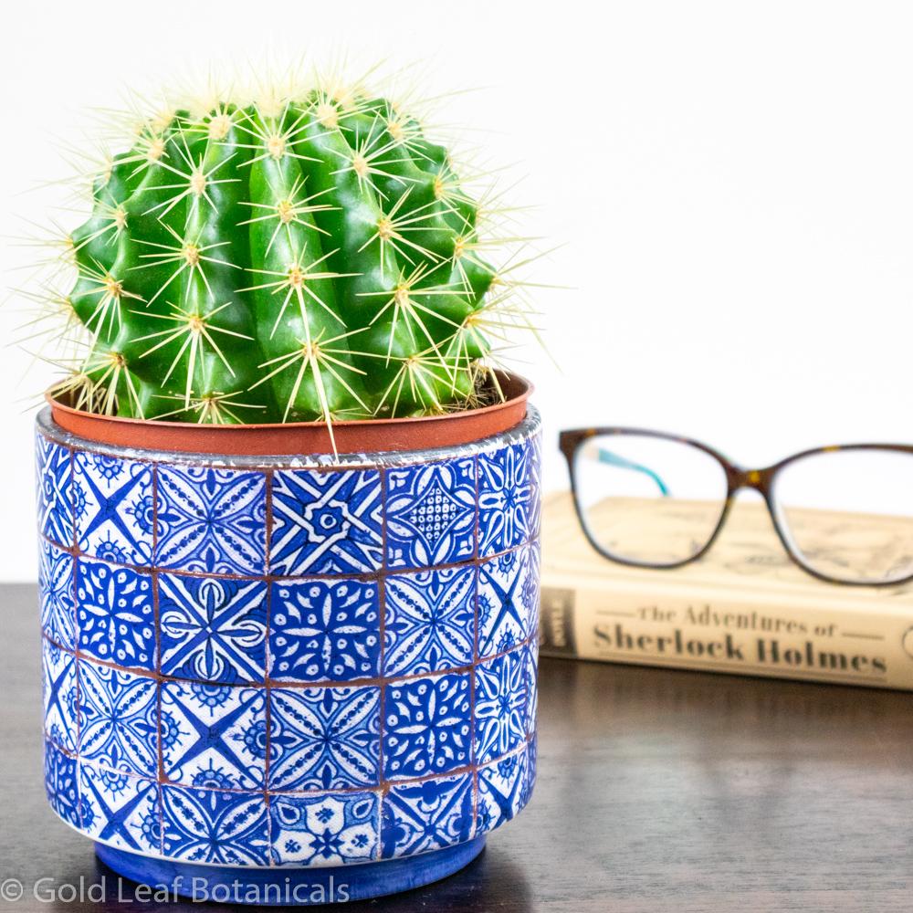 ball cactus succulent Ball Cactus Care