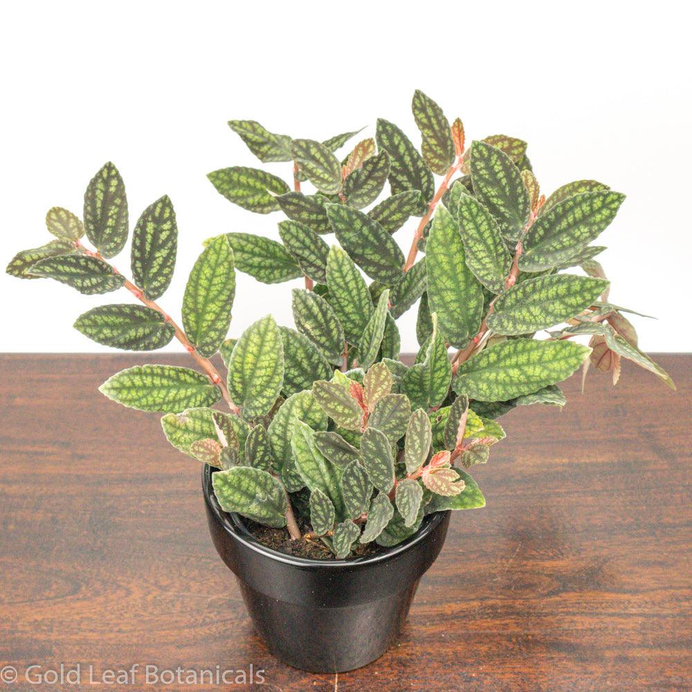 Pellionia Pulchra - Gold Leaf Botanicals