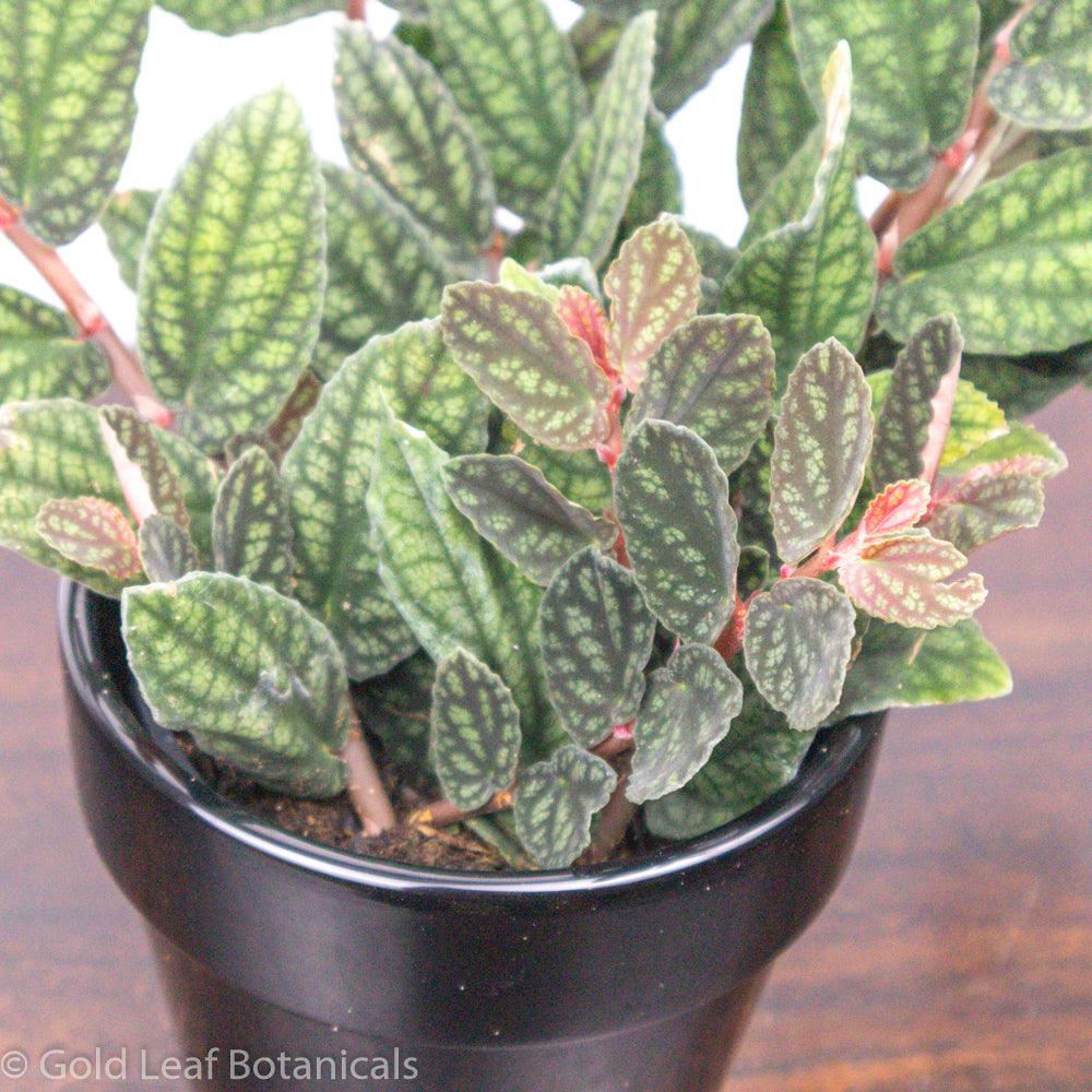 Pellionia Pulchra - Gold Leaf Botanicals