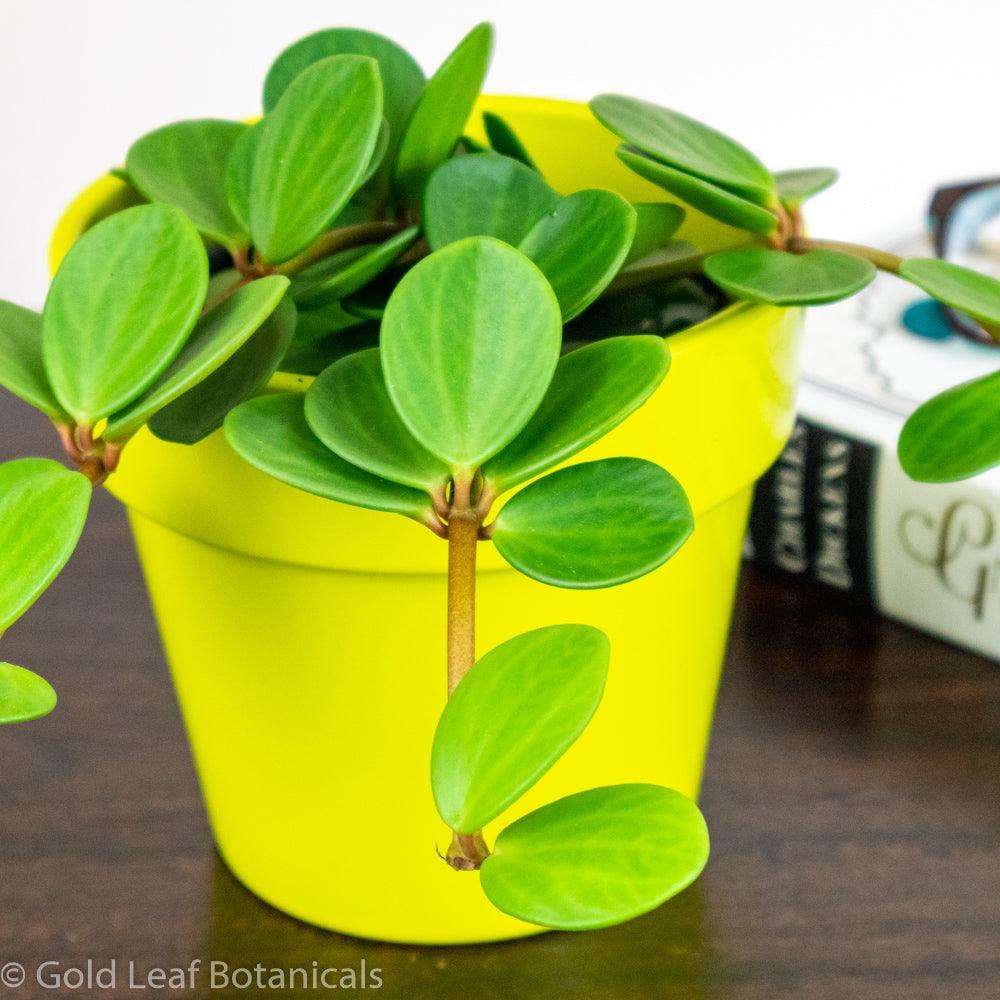 Peperomia Hope plant