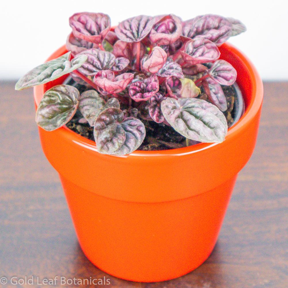 Peperomia Caperata (Schumi Red Ripple) - Gold Leaf Botanicals