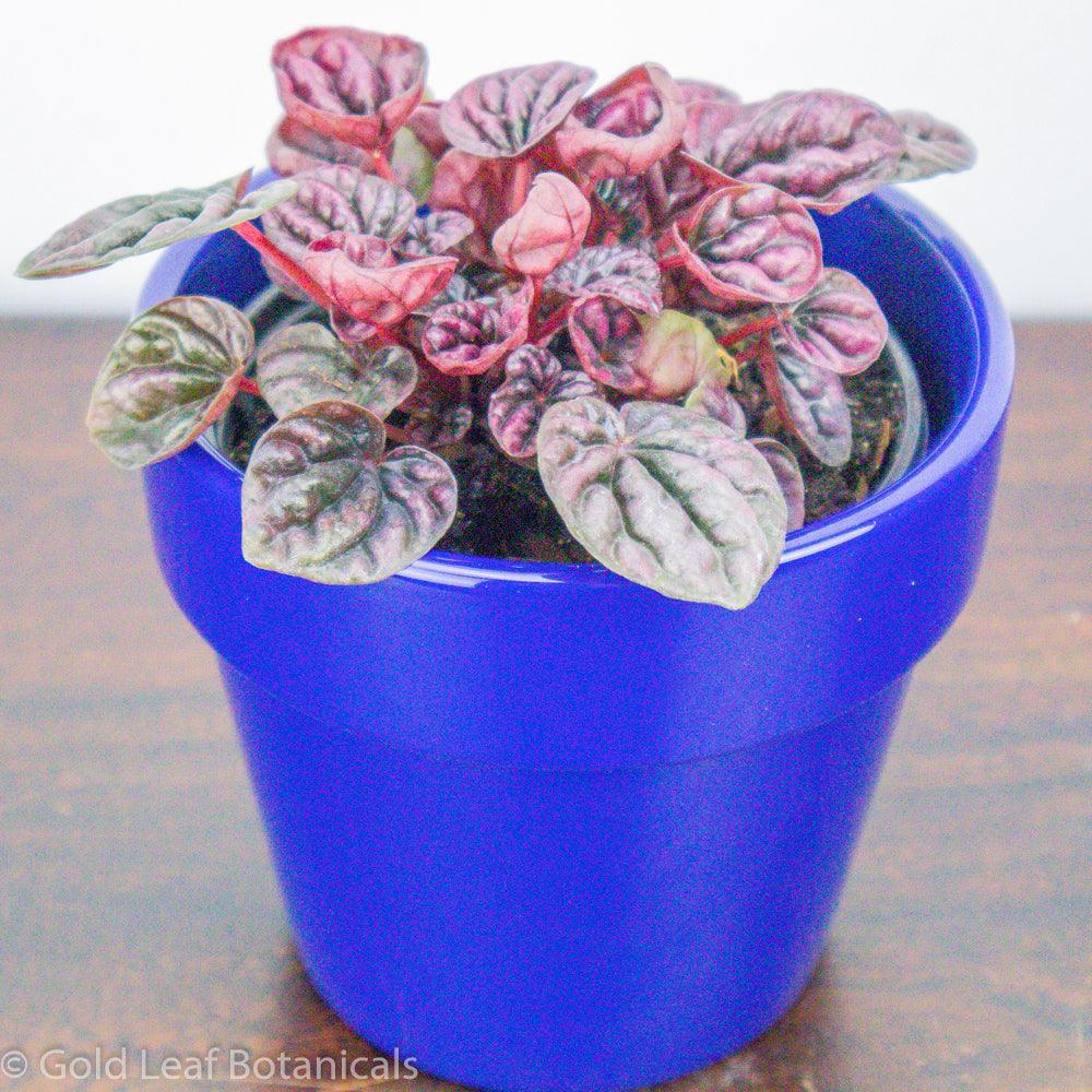 Peperomia Caperata (Schumi Red Ripple) - Gold Leaf Botanicals