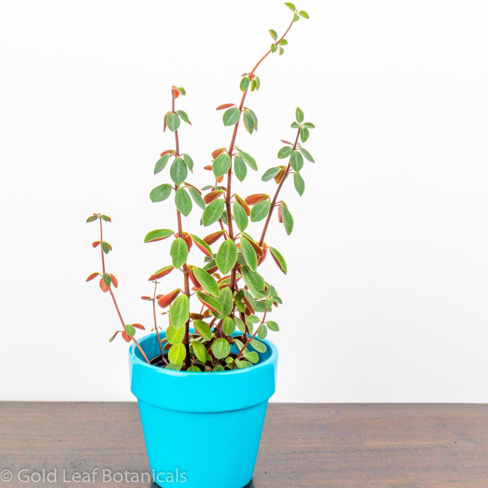 red log succulent Peperomia Red Log Care