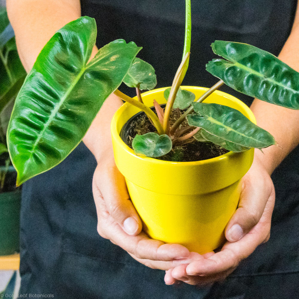 philodendron for humidity Philodendron Billietiae Care