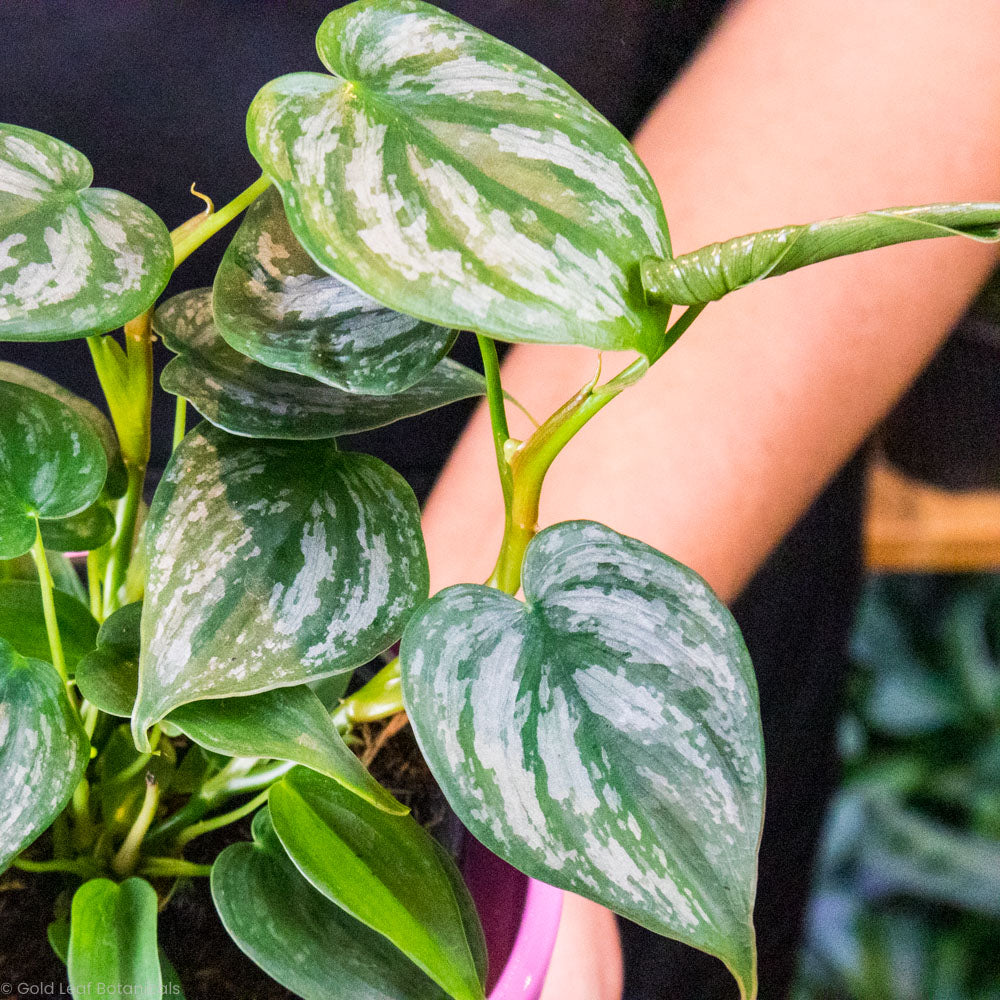 Philodendron Brandtianum Sunlight