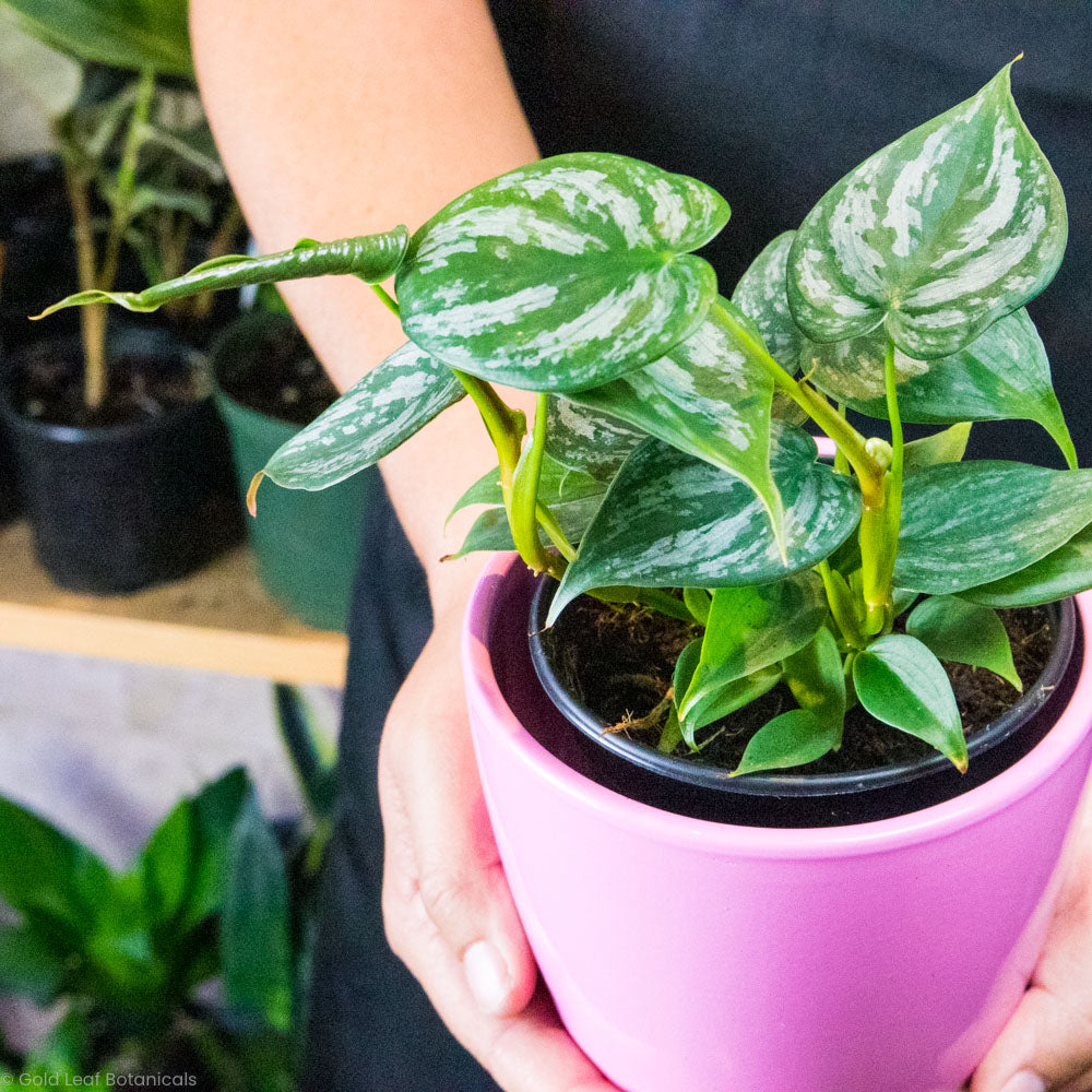 Philodendron Brandtianum Care Guide