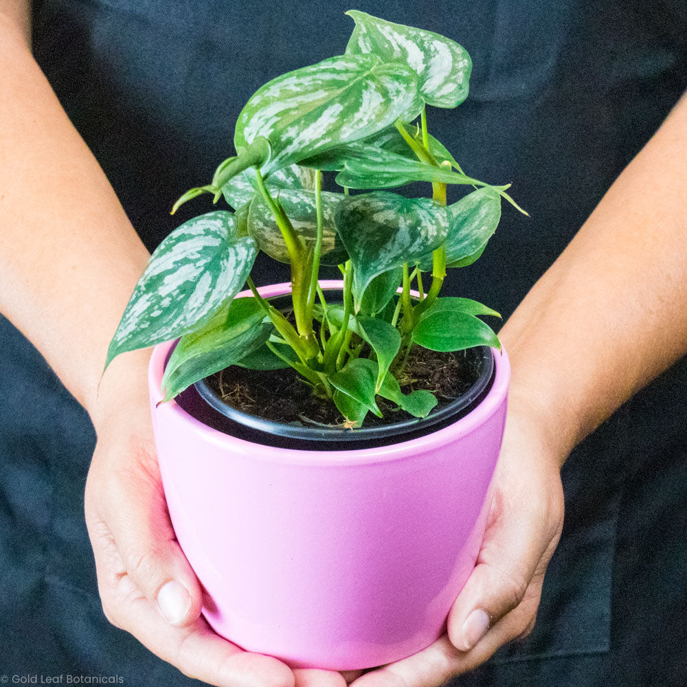 philodendron brandtianum soil Philodendron Brandtianum Care