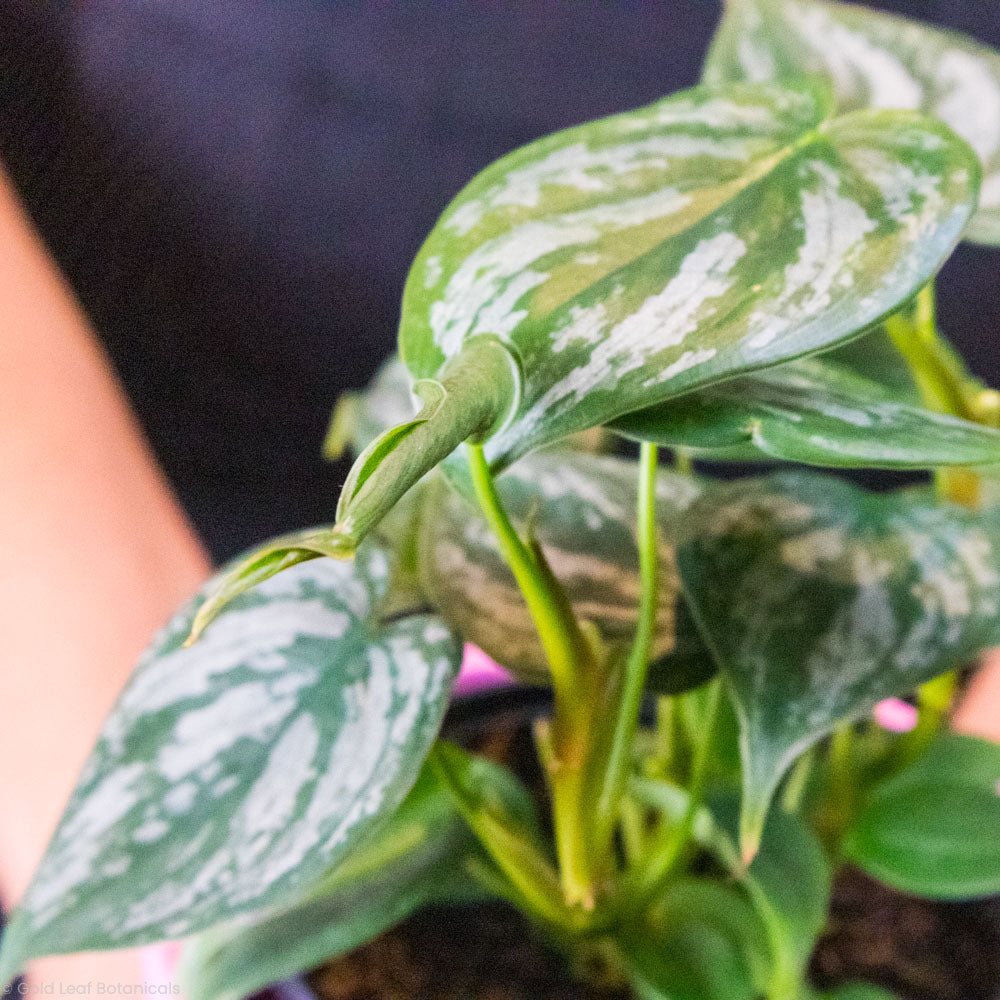 Philodendron Brandtianum Care and Water