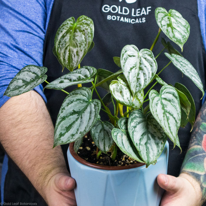 Philodendron Brandtianum