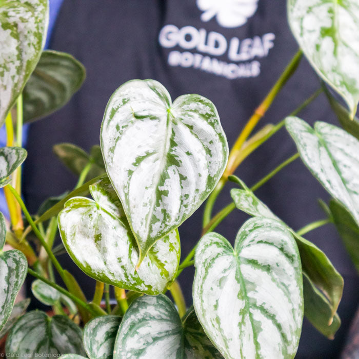 Philodendron Brandtianum
