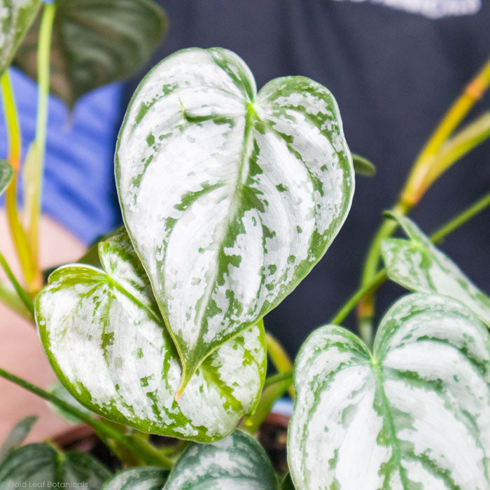 Philodendron Brandtianum