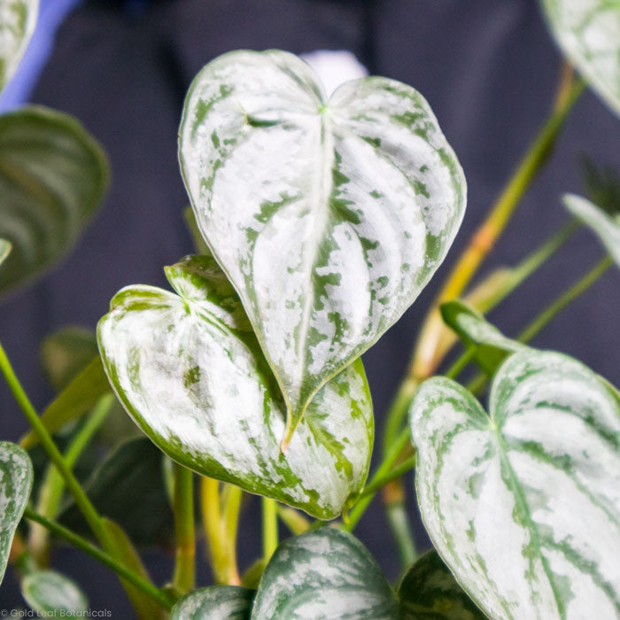 Philodendron Brandtianum