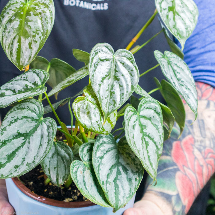 Philodendron Brandtianum