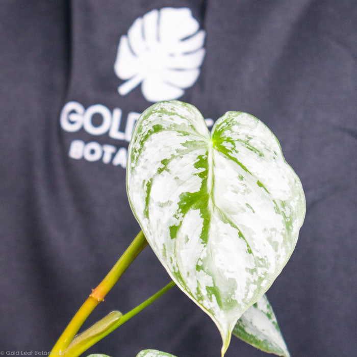 Philodendron Brandtianum