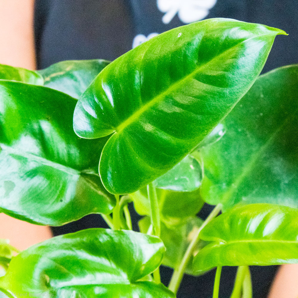 Philodendron Burle Marx Plant in Pot