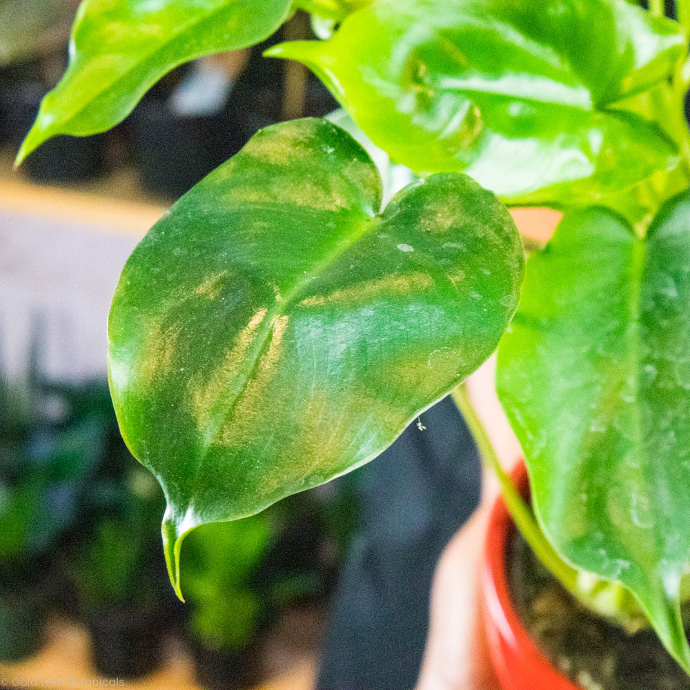 Philodendron Burle Marx Leaf