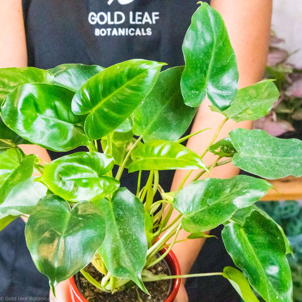 Buy a Philodendron Burle Marx