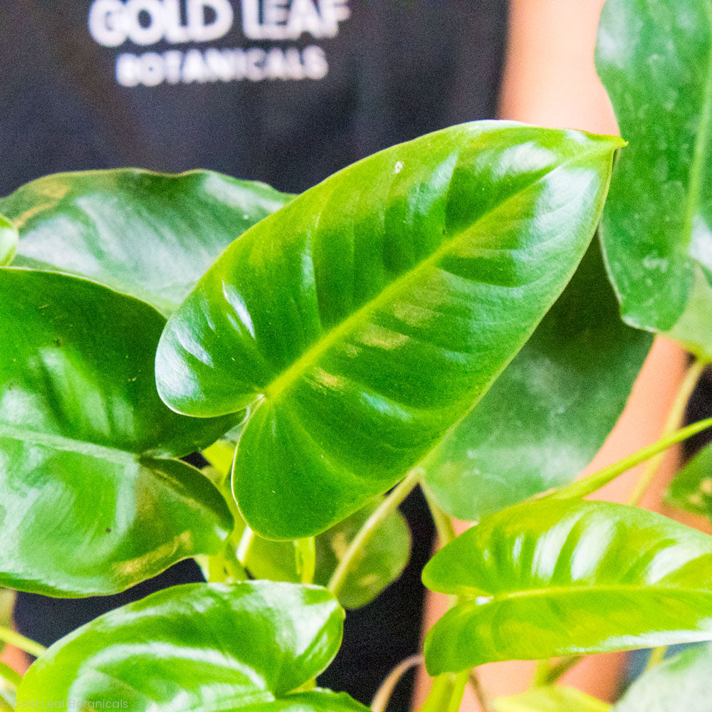 Philodendron Burle Marx For sale