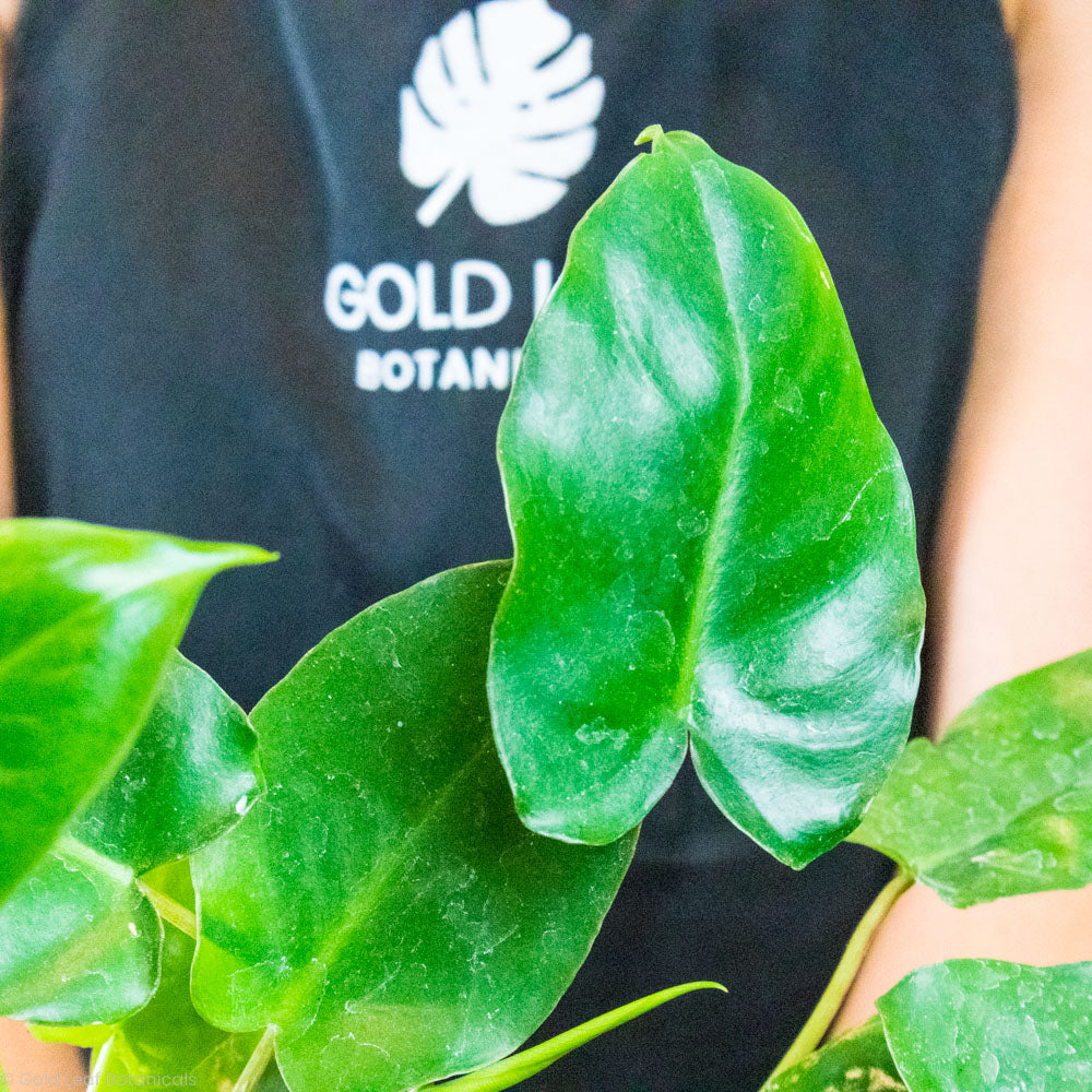 Philodendron Burle Marx Care