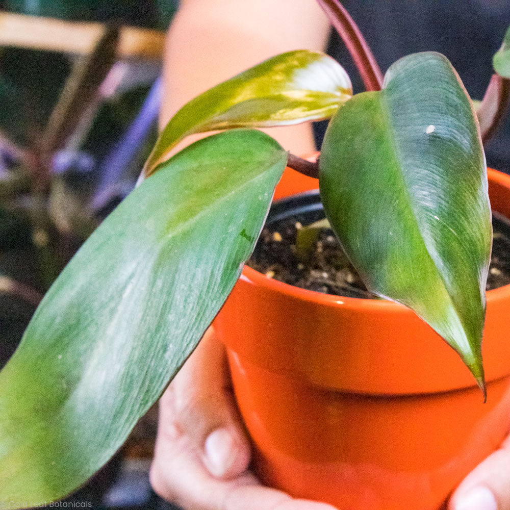 Philodendron Dark Lord Plant Care