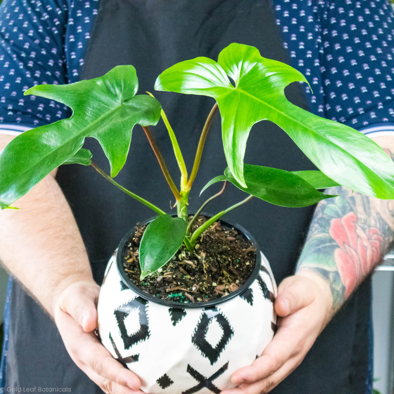 green philodendron Philodendron Florida Green Care