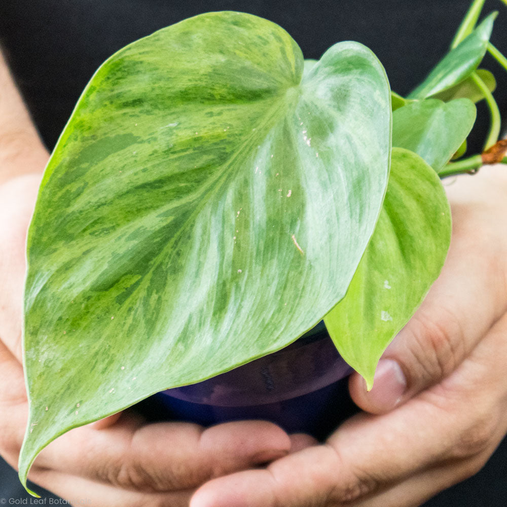 gold heart leaf philodendron Philodendron Heart Leaf Cordatum Variegated Care & Info – Gold Leaf Botanicals