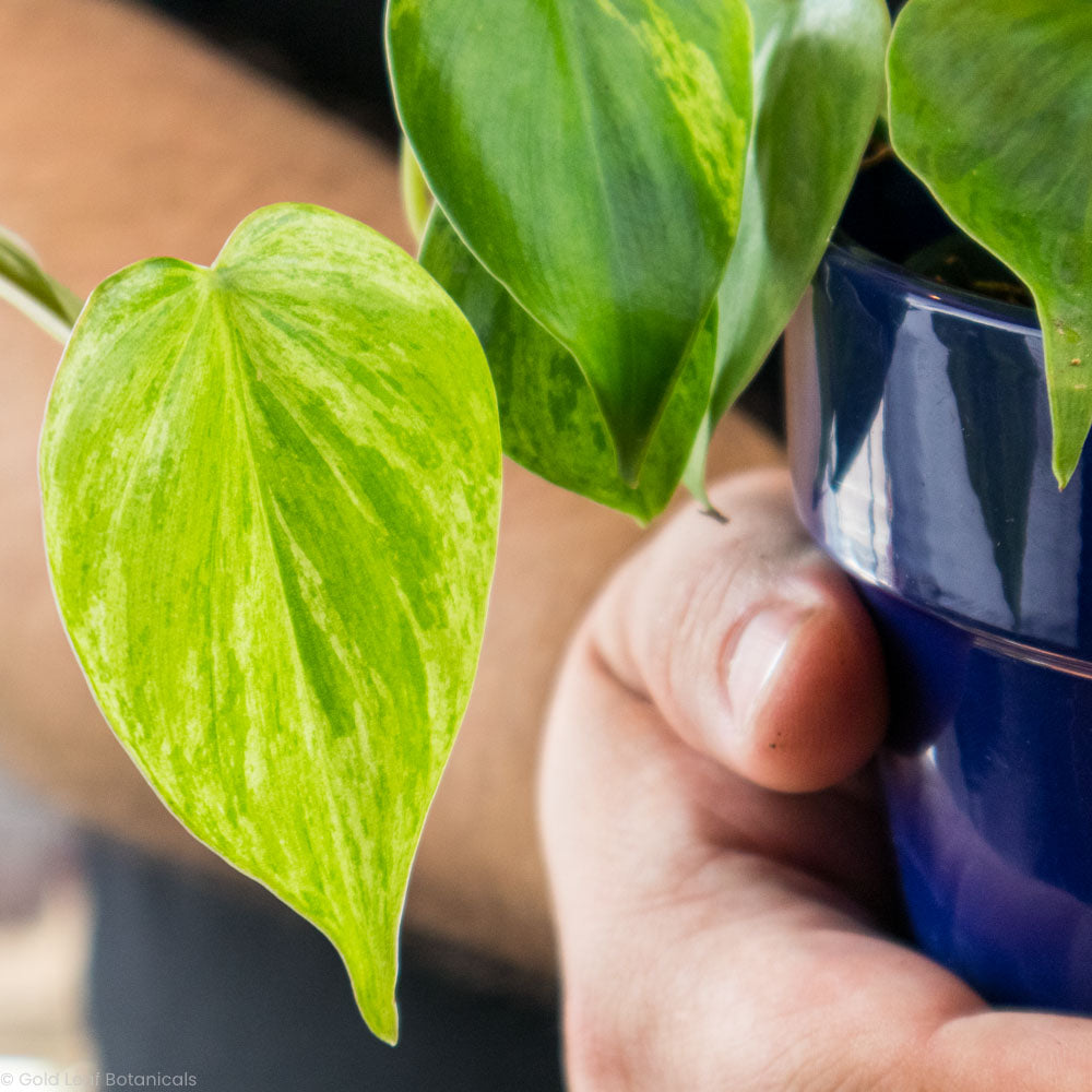 Heart Leaf Cordatum Variegated Sun