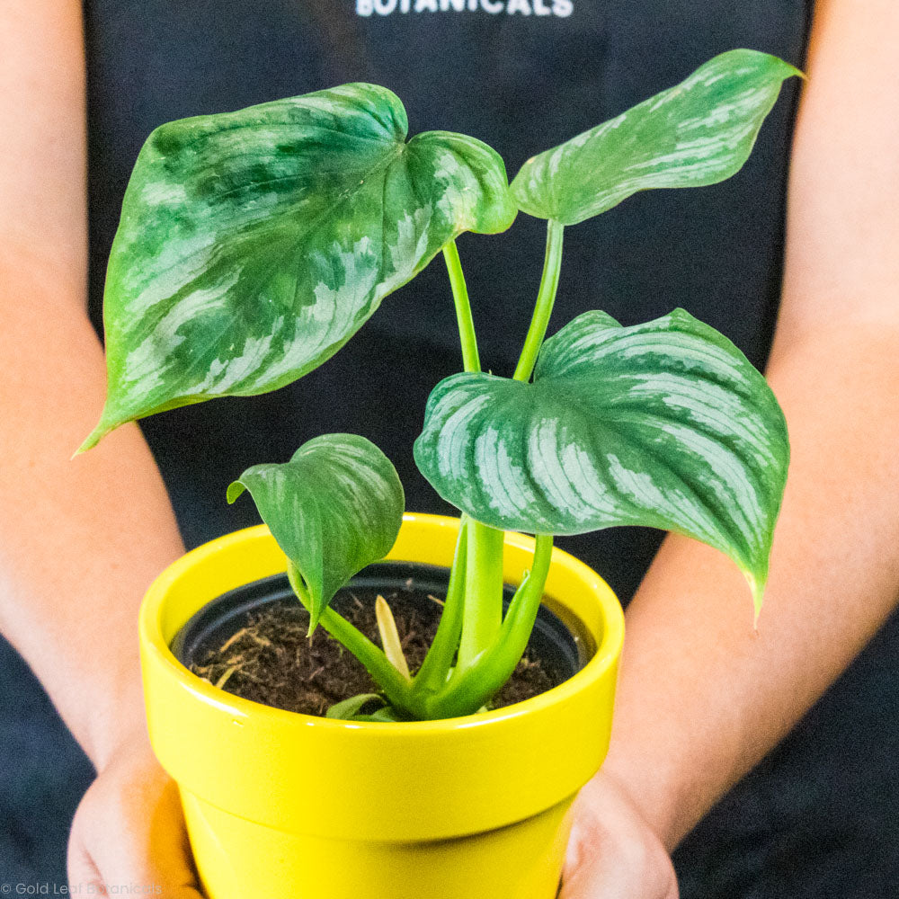 philodendron mamei humidity Philodendron Mamei Care