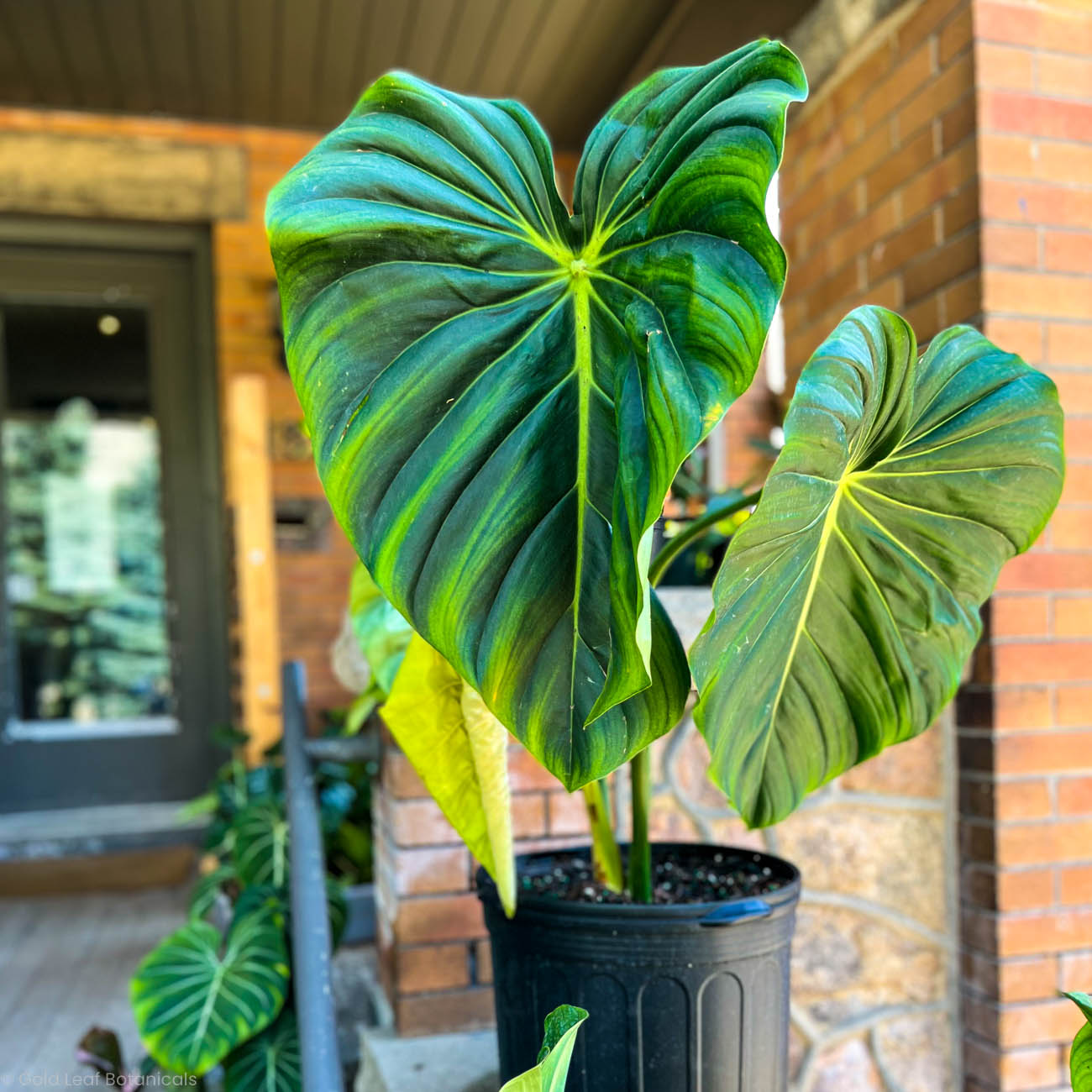 Philodendron McDowell