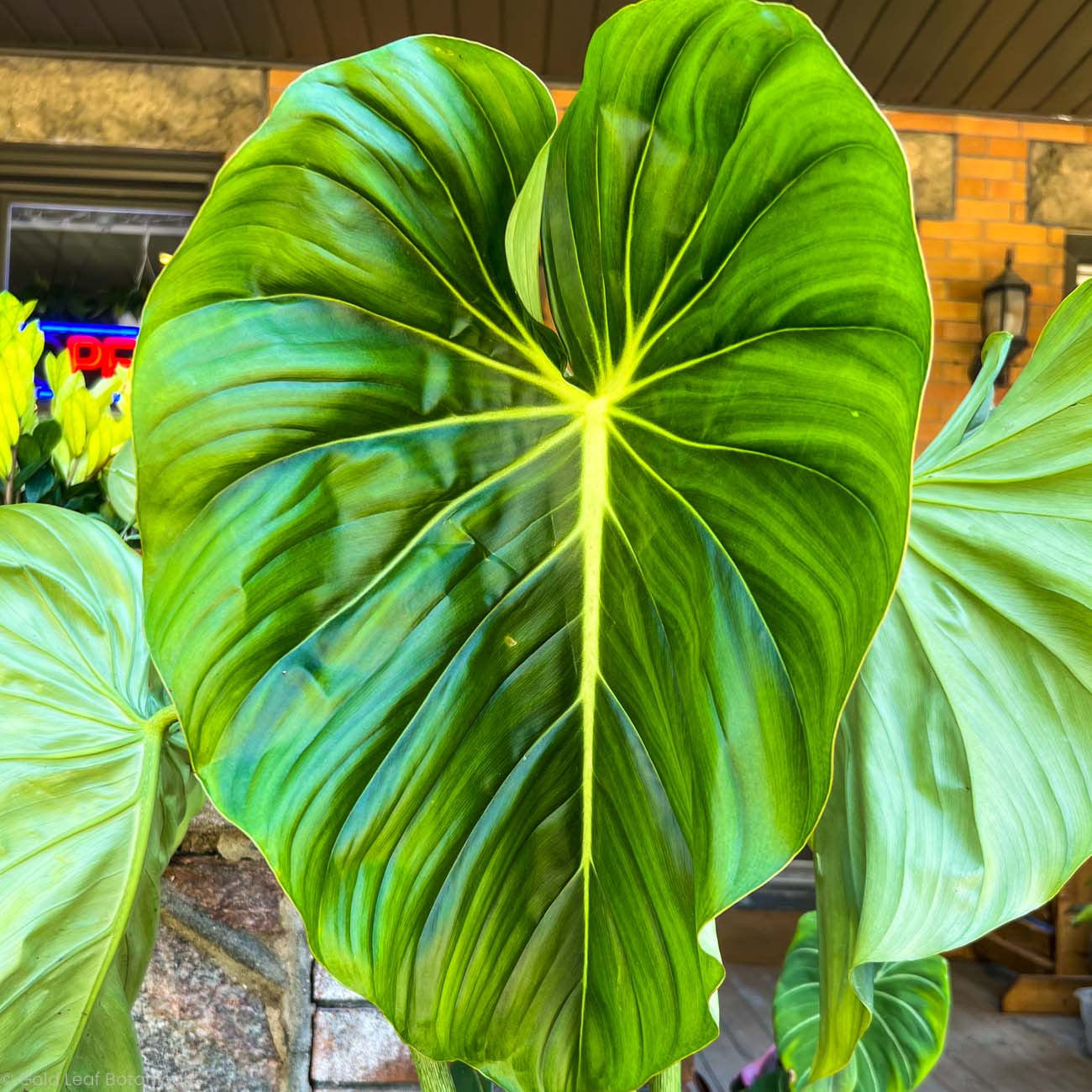 Philodendron McDowell