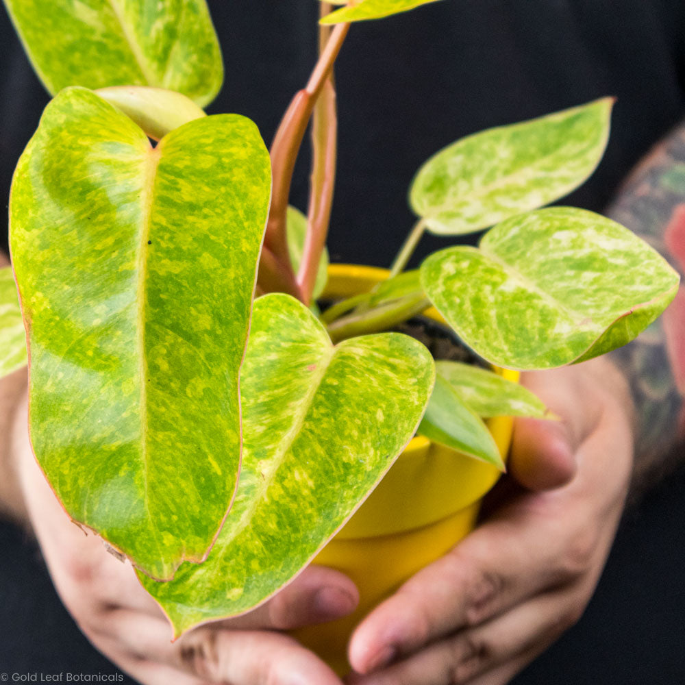 Philodendron Painted Lady Sun