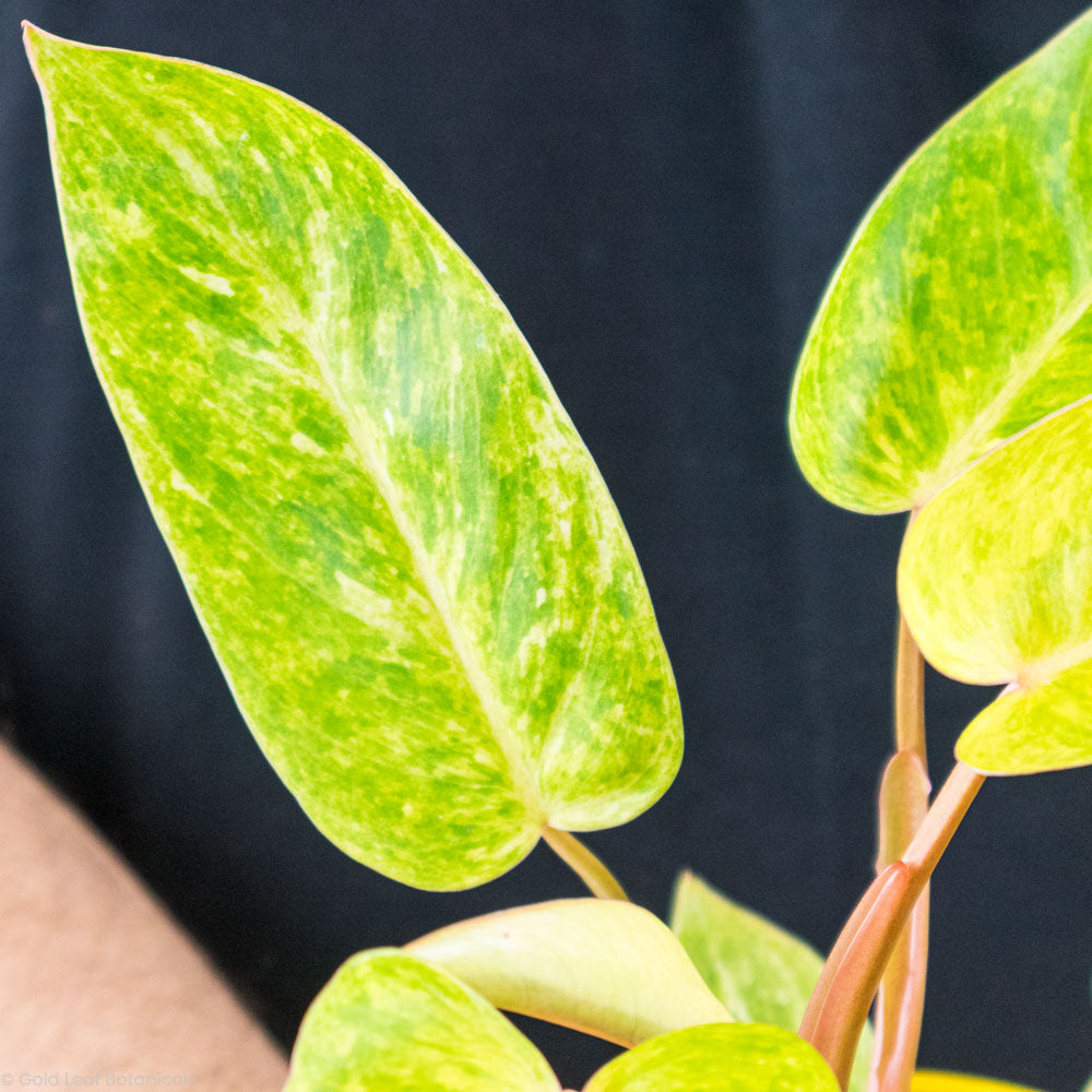 Philodendron Painted Lady Water