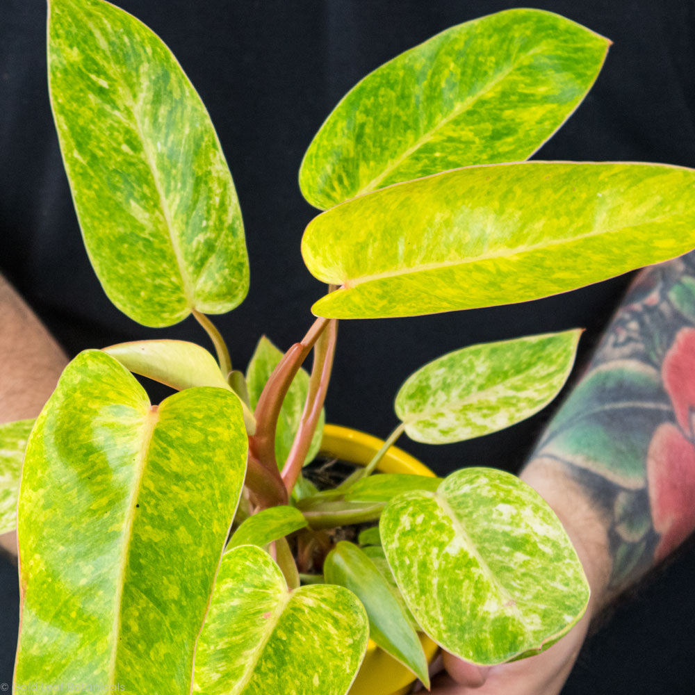 Philodendron Painted Lady Soil