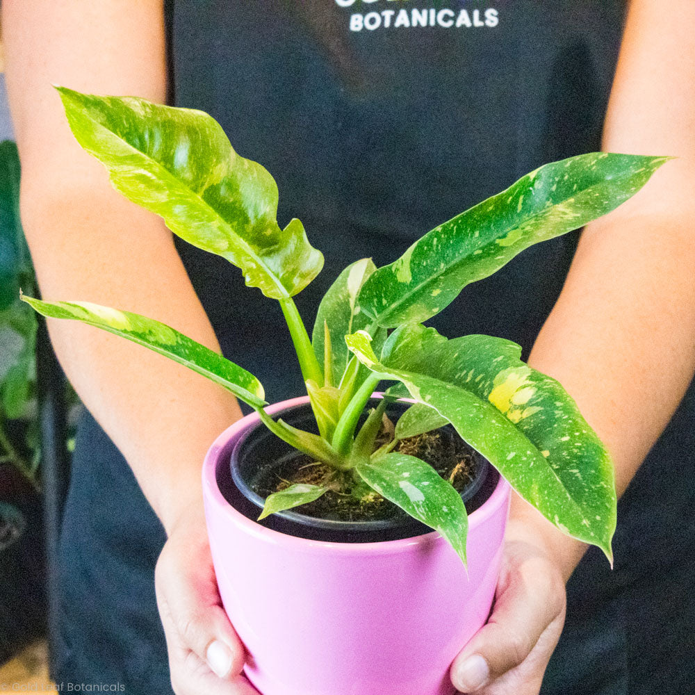 buy philodendron canada Philodendron Ring of Fire
