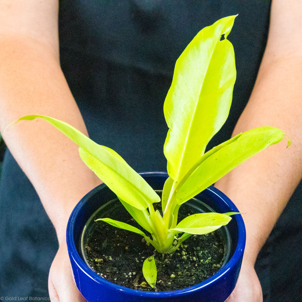 Philodendron Serratum Pluto's Gold Plant Care
