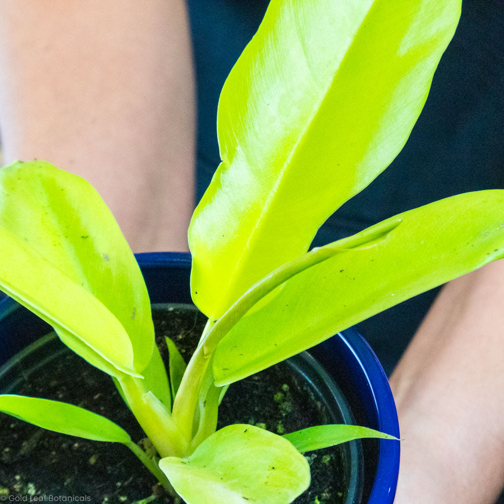 Philodendron Serratum Pluto's Gold For Sale
