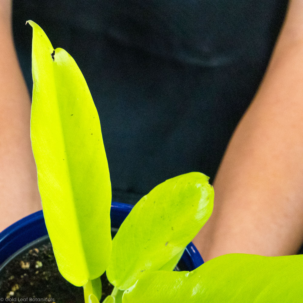 Buy a Philodendron Serratum Pluto's Gold
