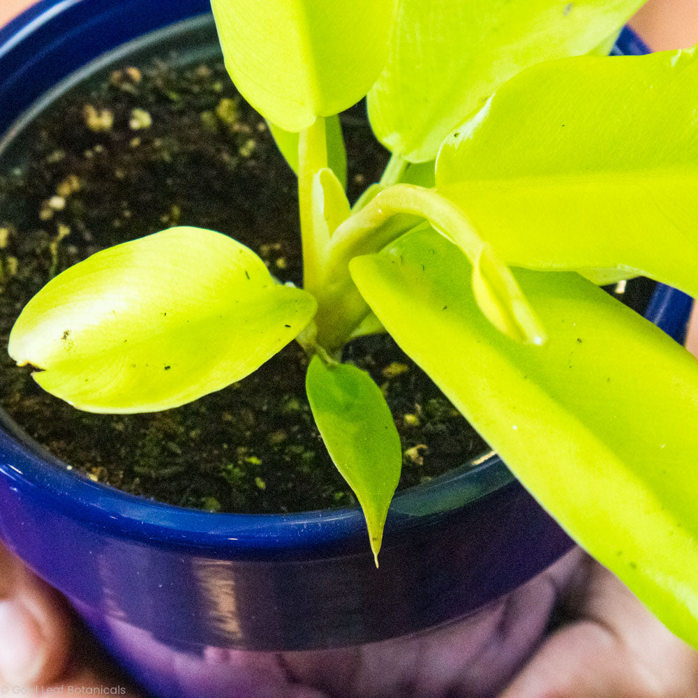 Philodendron Serratum Pluto's Gold Care Guide