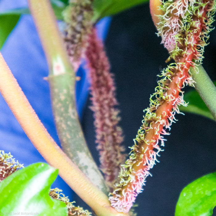 Philodendron Squamiferum
