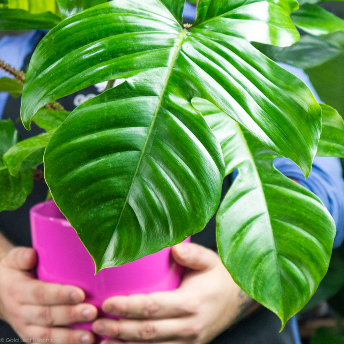 Philodendron Squamiferum
